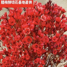 腊梅元宵花春节花鲜花云南基地直发社区摆摊室内水养鲜切花批发