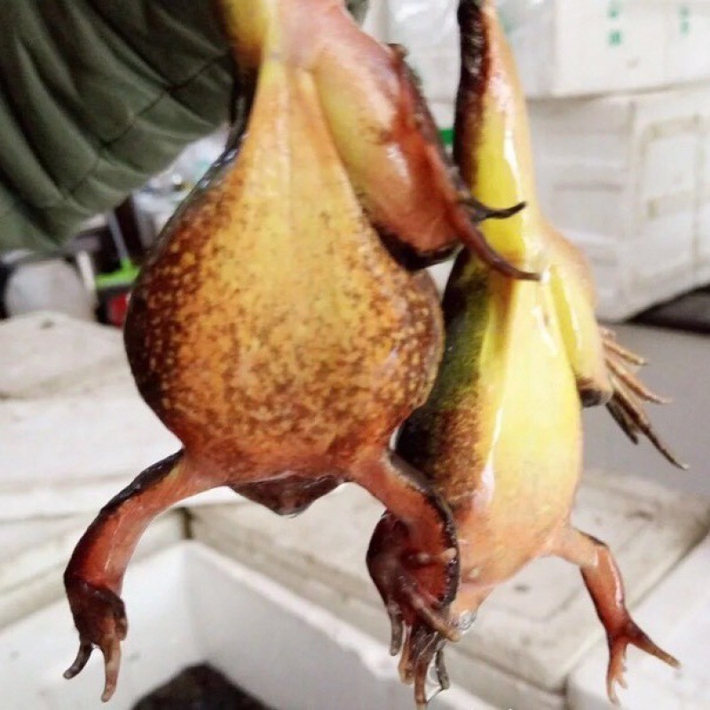 雪蛤东北林蛙鲜活一斤2-3只八钱长白山母豹子活体顺丰空运跨境