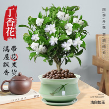 丁香花树苗水晶茉莉狗牙花带花易活花卉盆栽室内花四季浓香室内