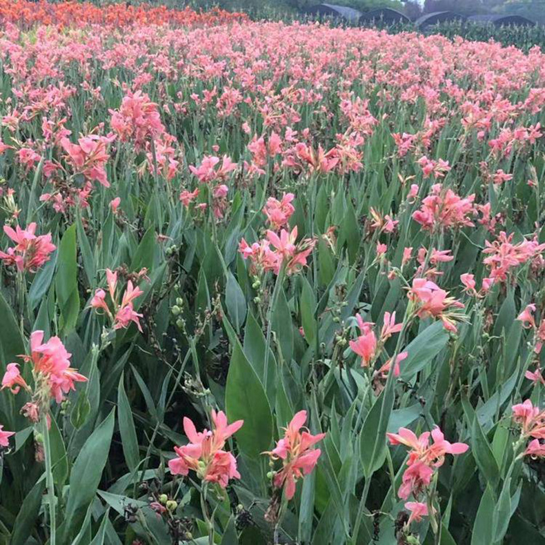 苗圃基地大量供应美人蕉 全年开花水生花卉美人蕉 湿地公园工程苗