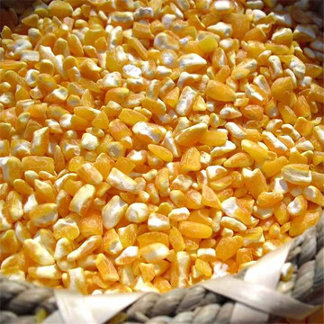 新货玉米半粒东北大碴子煮粥食用大量现货五谷杂粮原料一件代发