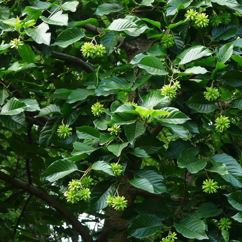 新采 喜树种子 旱莲子 千张树 绿化行道林木苗木树种子 量大优惠