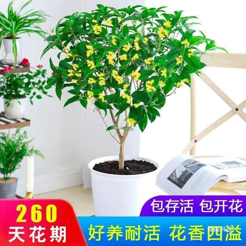 桂花树四季室内浓香型好养月绿植月四季桂花盆栽