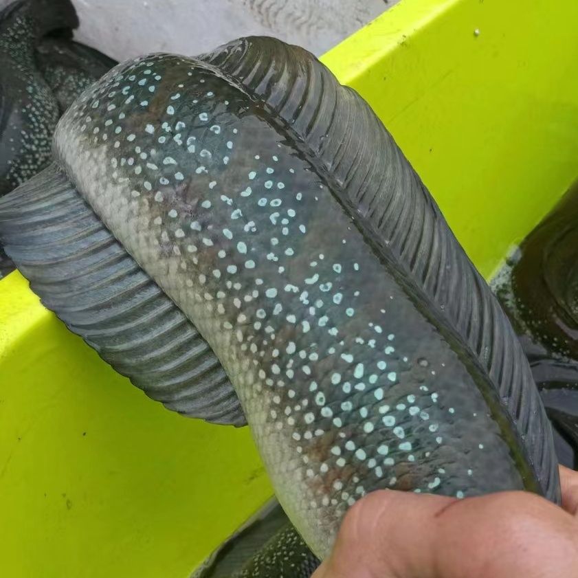 精品月鳢#七星鱼#雷龙鱼#珍珠赤雷龙大帆雷龙黑月鳢 冷水鱼-阿里巴巴