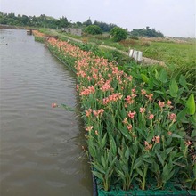 水上种稻浮床生态浮岛植蔬菜人工面空心菜浮板植物鱼塘盆净化水质