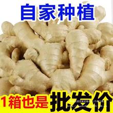 山东大姜老姜生姜9斤新鲜黄姜土姜现挖子姜嫩姜鲜姜嫩姜牙包邮