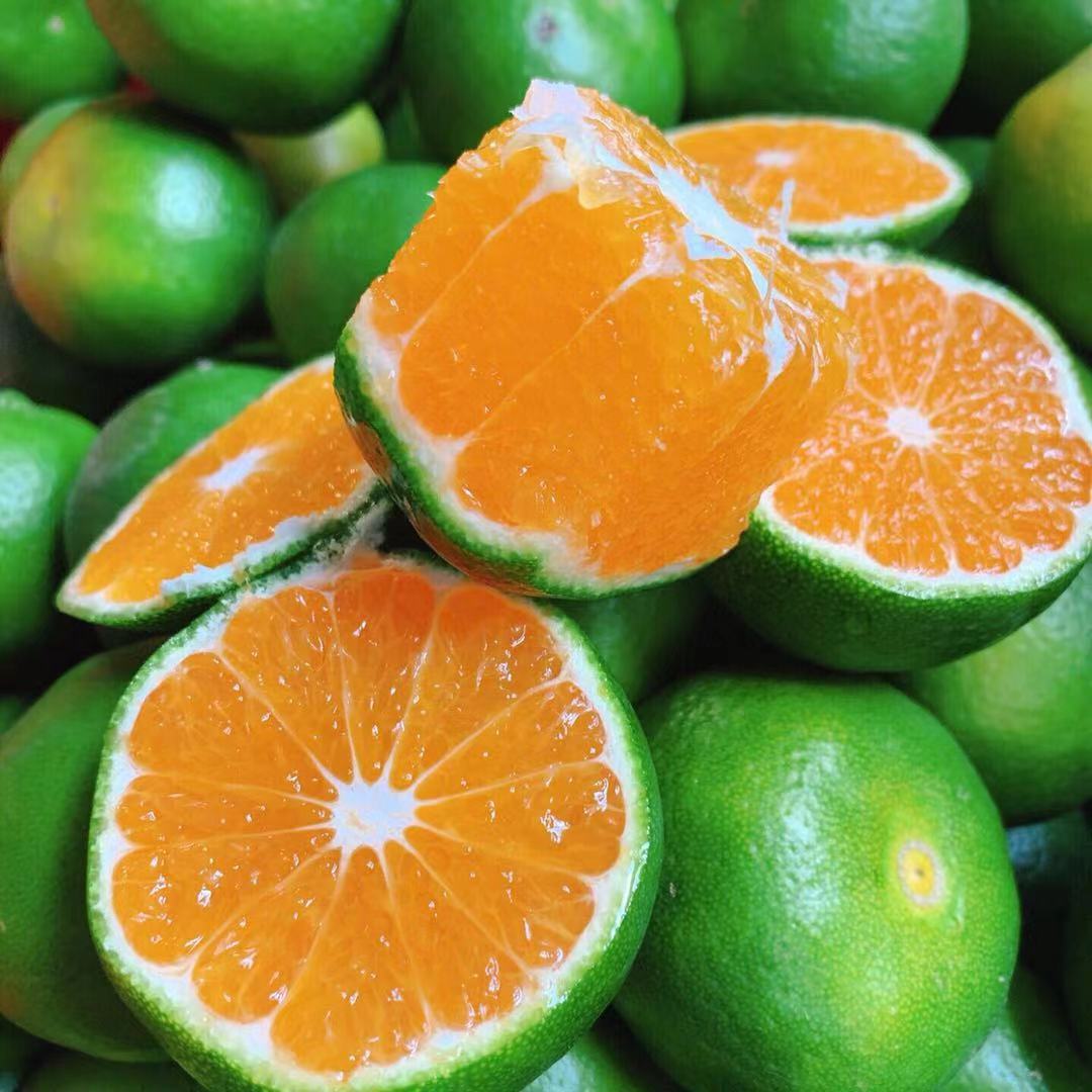『云南华宁蜜橘』青皮桔子现摘无籽蜜橘