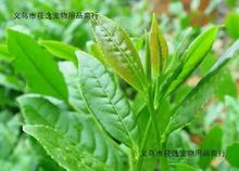 铁观音茶苗小盆栽花卉办公室内桌面绿植观赏乌龙茶茶叶茶树苗木花