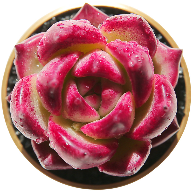 红颜蜜语多肉植物盆栽绿植密办公室防辐射新手萌肉肉盛世云南多肉