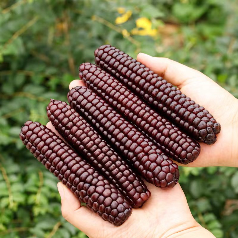西双版纳拇指玉米新鲜甜香紫糯即食迷你黑糯玉米早餐代餐饱腹