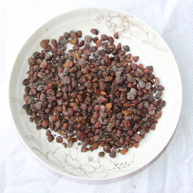 批发乐昌含笑种子 颗粒饱满 新采乐昌含笑种子 量大优惠