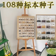 幼儿园种植植物展示架科学区展示认识种子标本相框108种材料袋子