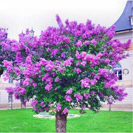 紫丁香花树苗丁香树苗盆栽南方北方种植四季循环浓香庭院当年开花