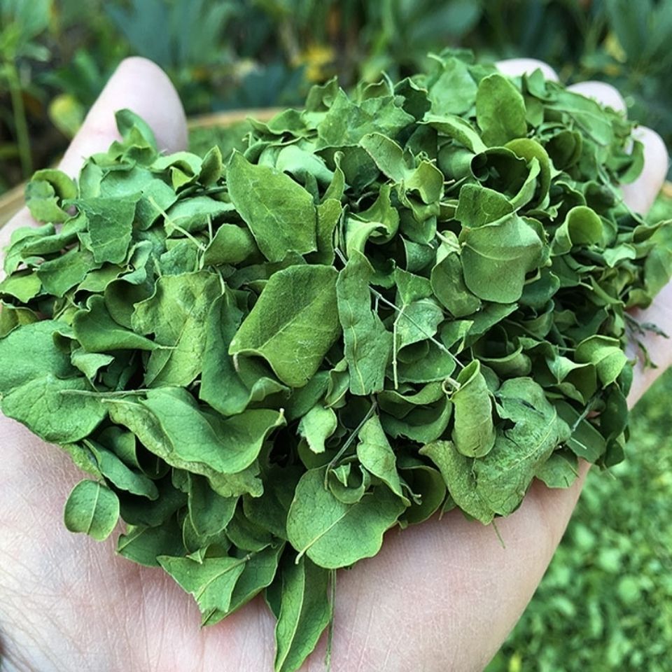 云南辣木叶印度 辣木籽叶茶的功效新鲜自然晒干粉茶