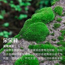 苔藓批发鲜活微景观植物盆景盆栽铺面假山缸景材料白发藓短绒青苔