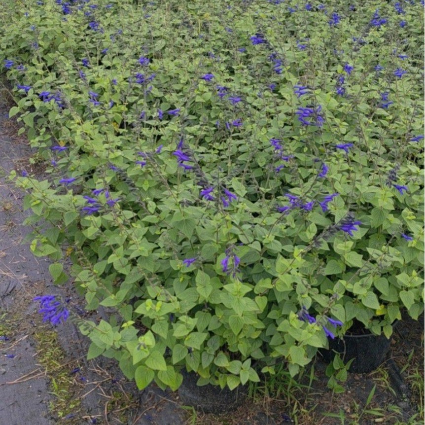 蓝鸟鼠尾草2加仑 成都园林绿化工程苗木 绿植批发 花境地被植物