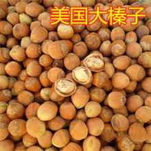 榛子树树苗美国大榛子苗树辽榛玉坠平欧地栽盆栽北方种植当年结果
