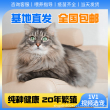 纯种金吉拉幼猫金吉拉猫曼基康矮脚短腿纯白拿破仑长毛小猫咪活物