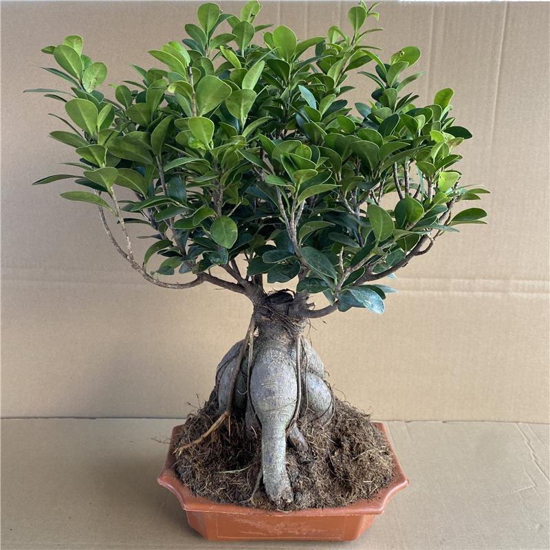 人参榕小叶榕树盆景小榕树四季常青耐寒造型树桩禅意盆栽绿植