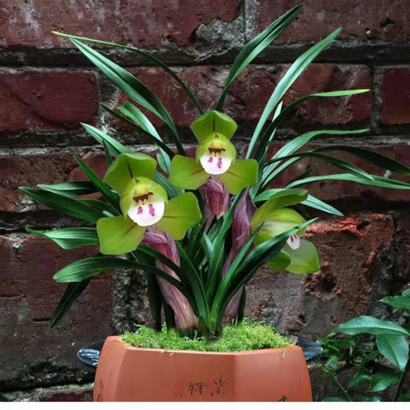 兰花苗带花苞浓香型春兰【大富贵】名贵盆栽室内花卉绿植