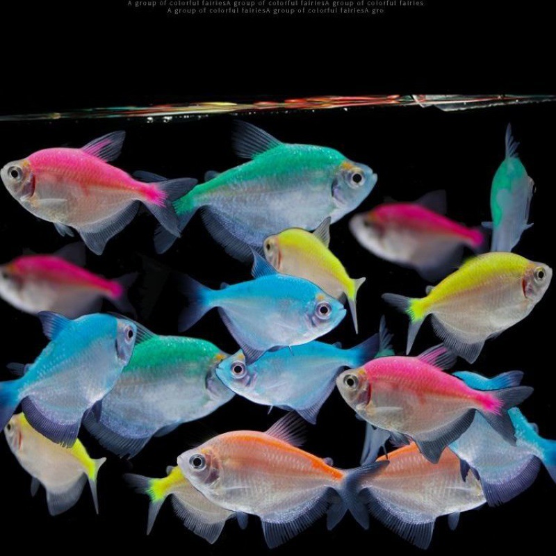 彩群鱼活热带观赏鱼小型鱼淡水鱼缸鱼五彩群游鱼金鱼好养活鱼