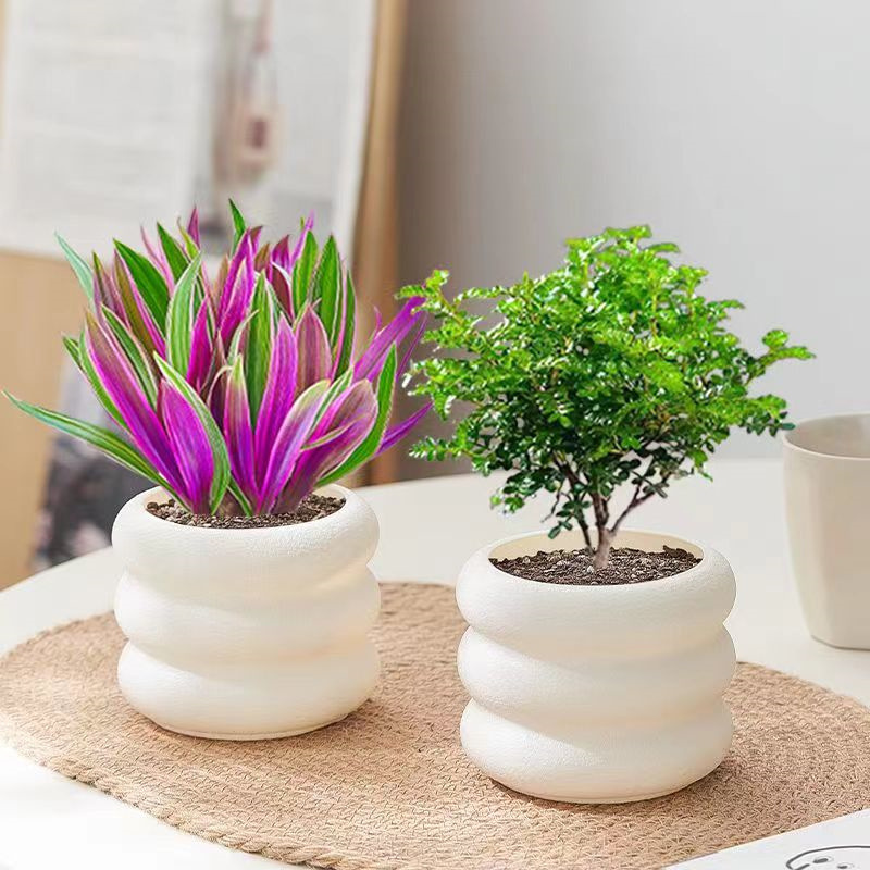 紫露兰发财树室内客厅阳台四季好养绿植盆栽办公室桌面植物花卉