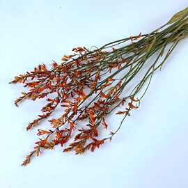 火焰兰干花喷泉草原生自然真花风干花束客厅装饰插花干枝拍摄道具