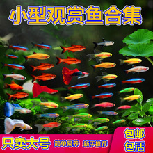 刚果美人热带鱼观赏鱼电光美人石美人鱼斑马红绿灯活体鱼苗群游鱼