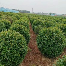 绿叶榆叶梅球 红叶榆叶梅球 榆叶梅绿篱苗 规格全 工程绿化球类