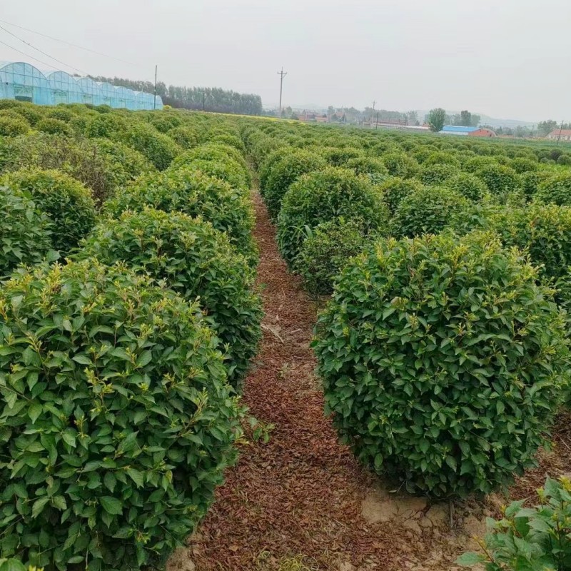 绿叶榆叶梅球 红叶榆叶梅球 榆叶梅绿篱苗 规格全 工程绿化球类