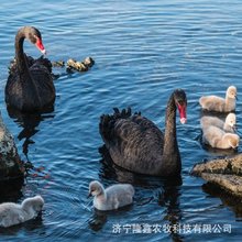 黑天鹅怎么养 吃什么饲料 黑天鹅养殖前景哪里有黑天鹅养殖场