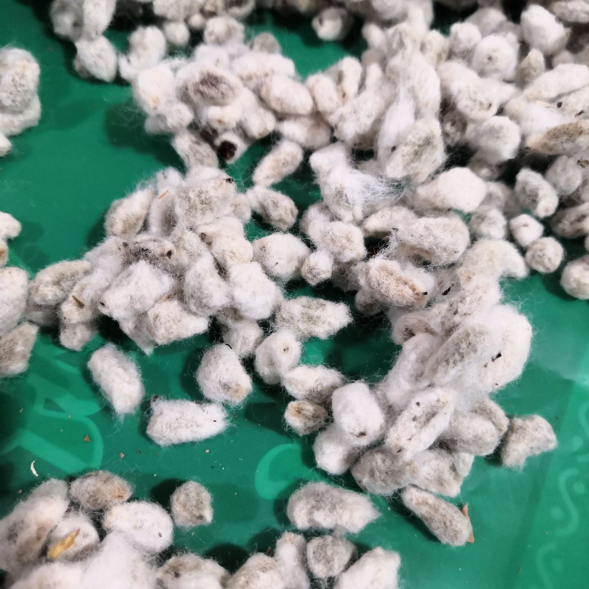 中药材棉花籽 野棉花籽 棉花子 实物拍摄 批发零售