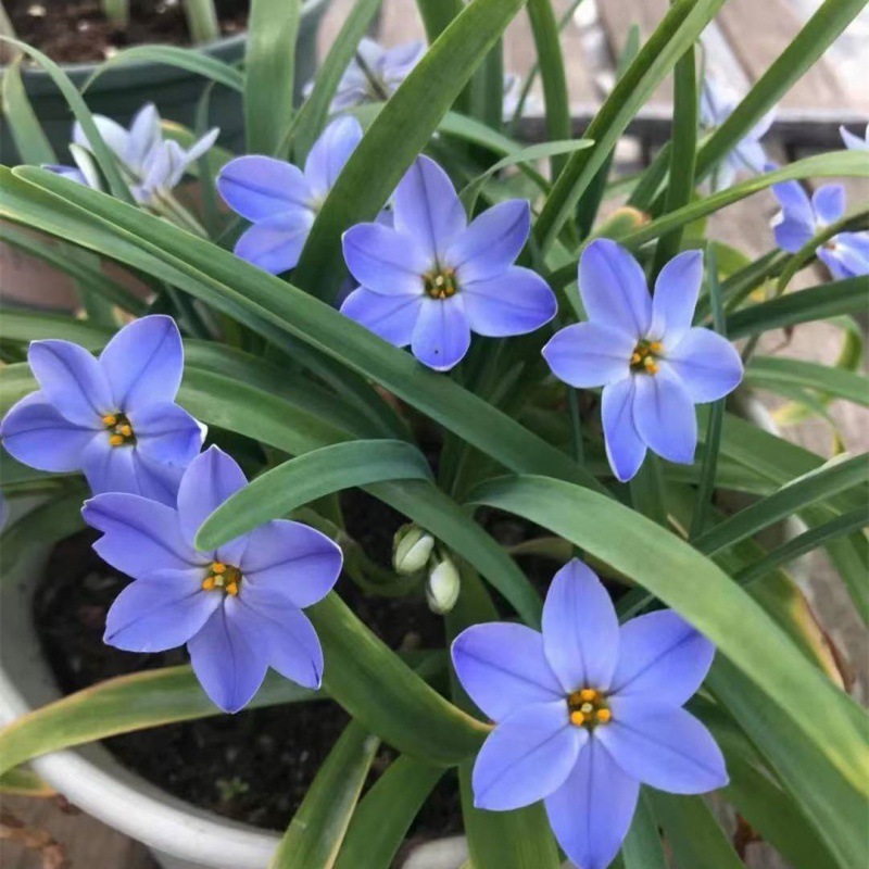 盆栽风雨兰种球重瓣四季开花浓香型葱兰韭兰庭院阳台室内室外耐热