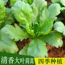 茼蒿菜籽大叶板叶青菜皇帝菜种子耐春秋四季种植的耐寒蔬菜种孑