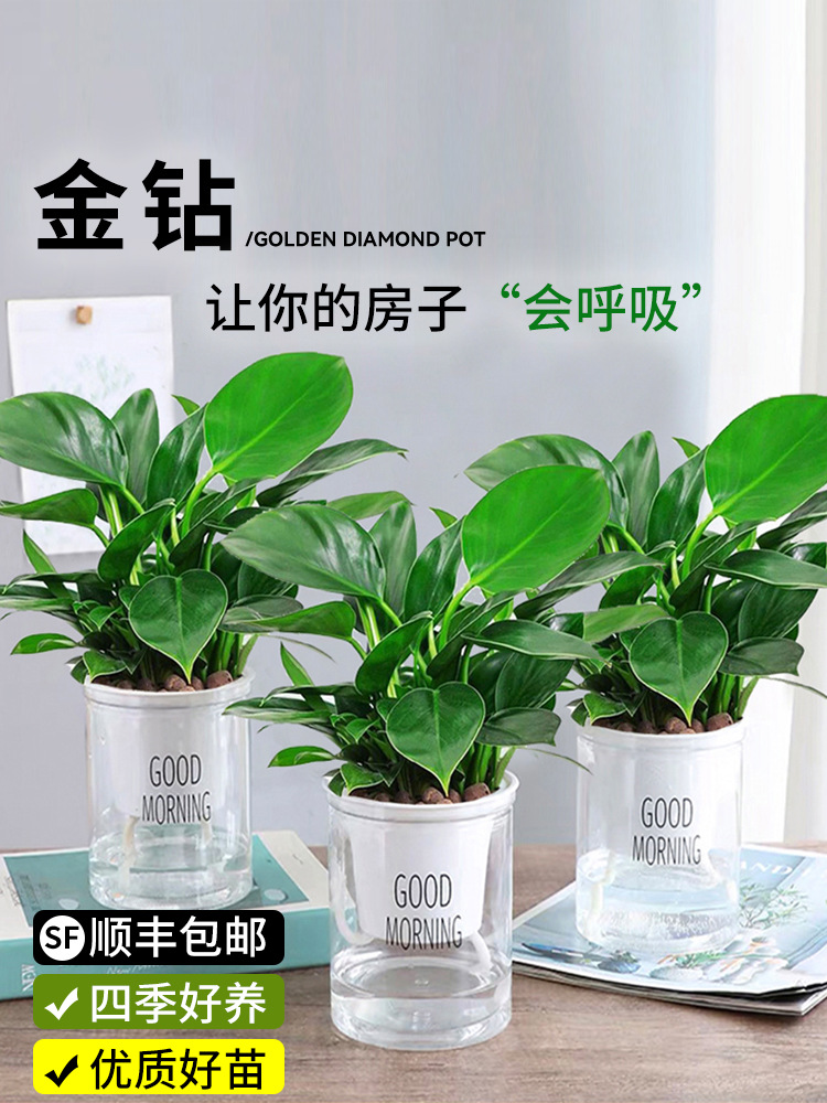 家里盆栽植物?适合放卫生间的绿植北方室内养的花?客厅放的真花