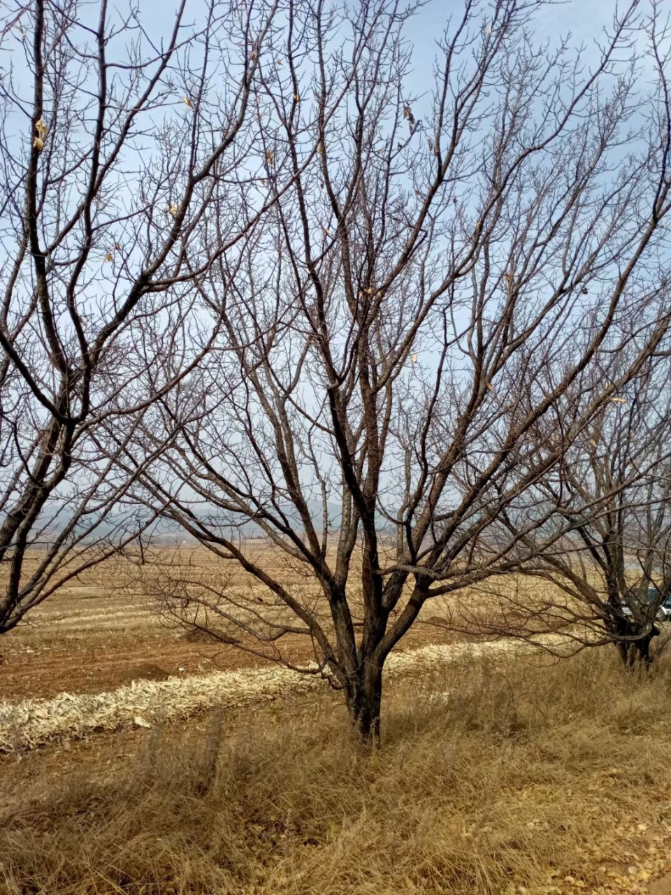 苗圃供应山杏树苗 丛生山杏 辽东北耐寒大扁山杏 园林绿化大板杏