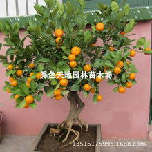 盆栽金桔树四季带果金橘树苗可食用阳台庭院盆景羊奶桔子小金桔苗