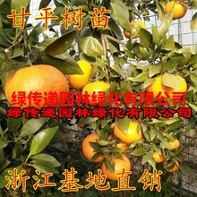 新品种甘平柑橘苗爱媛34号苗南北方种植橘子苗树苗桔子甘平果树苗