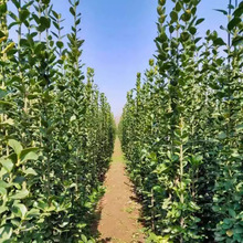 冬青树苗围墙篱笆植物大叶北海道黄杨树苗绿化树庭院绿篱四季常青