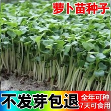 萝卜菜种子四季可种萝卜苗专用种籽七天速生可吃阳台小青菜蔬菜种