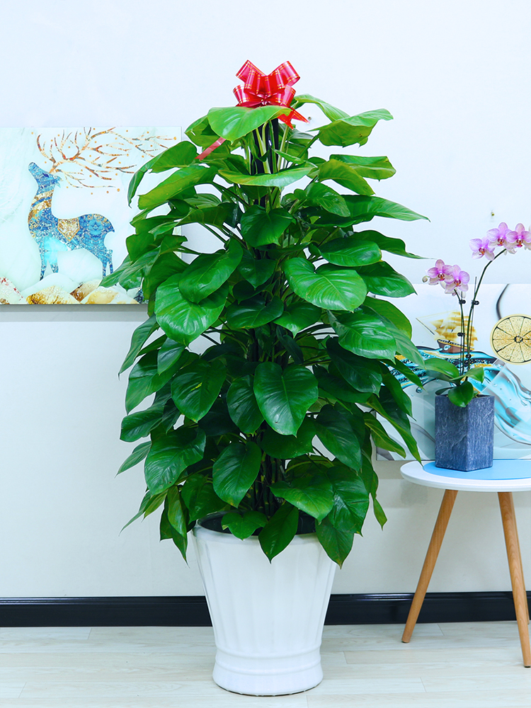 只售北京盆栽中型大绿萝办公室防辐射客厅吸甲醛绿植净化空气植物