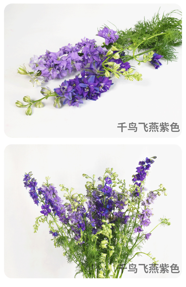 小飞燕千鸟飞燕大飞燕鲜切花昆明基地新鲜批发居家婚庆