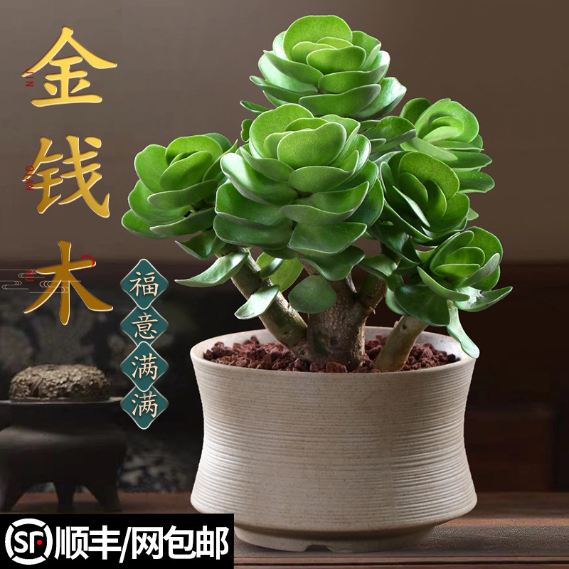 绿植多肉木老桩多肉植物盆栽室内招财盆景好养易活办公室桌面绿植