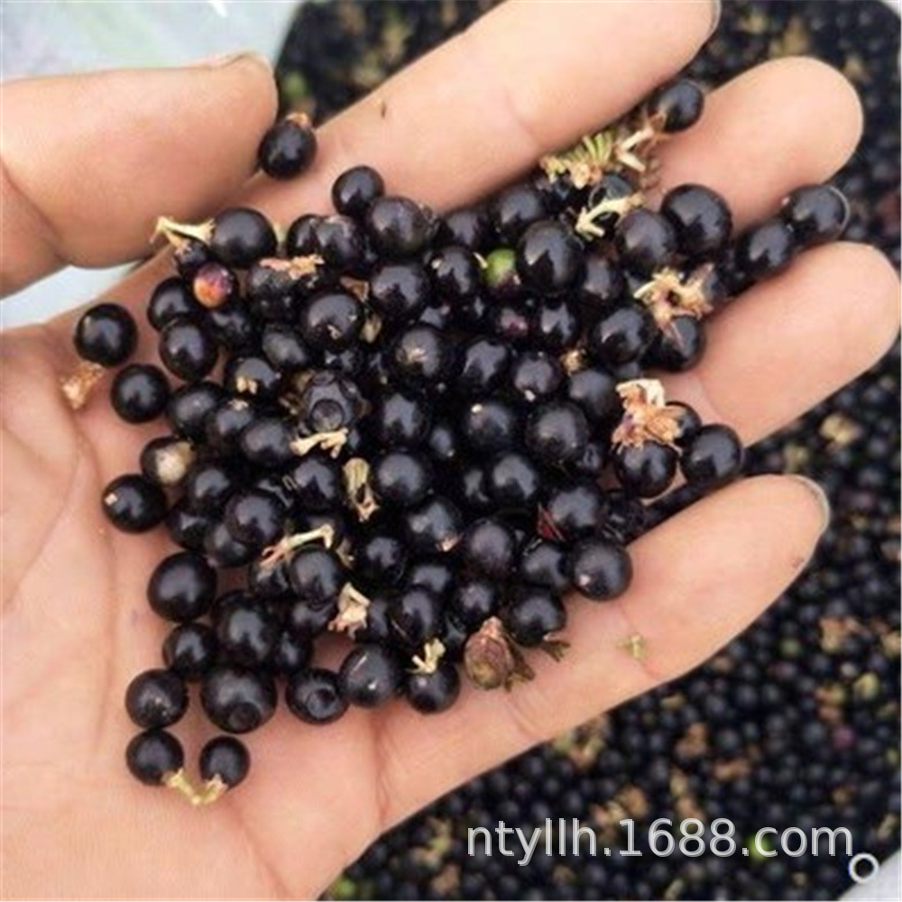 新采麦冬草种子多年生宽叶矮化金边麦冬草籽日本矮麦冬苗绿化种籽