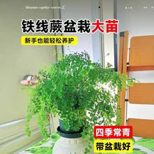 铁线蕨盆栽室内甲醛净化空气绿植办公室植物耐阴好养四季天门冬蕨