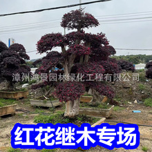 漳州花卉红花继木桩景造型红花继木盆景基地批发庭院公园首选