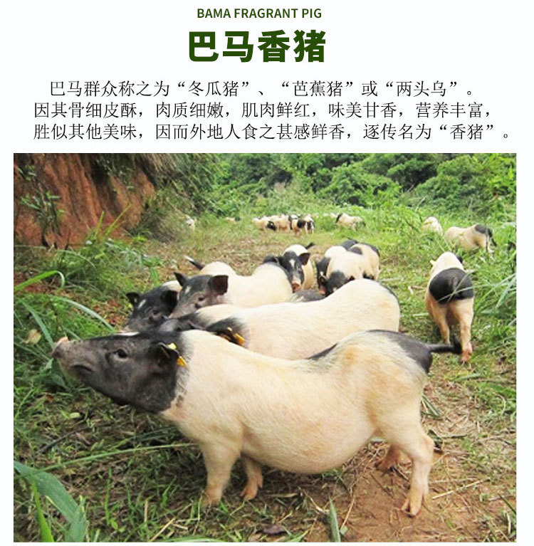 大量出售纯种巴马香猪 藏香猪种猪猪苗 纯种香猪种猪苗价格