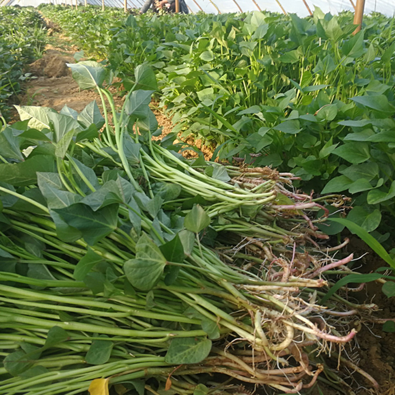高产优质食叶型红薯苗地瓜苗 专吃叶子的番薯秧种植苗脱毒农产品
