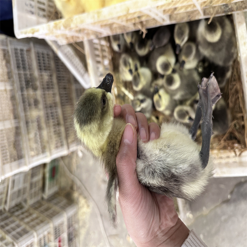 批发一斤重正宗大三花鹅苗幼苗活体大白鹅四季鹅合作养殖鹅蛋价格