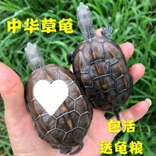 中华草龟成活率精品外塘草龟长寿龟金线草龟乌龟墨龟苗送龟粮